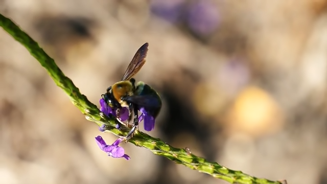 lavanda cvet