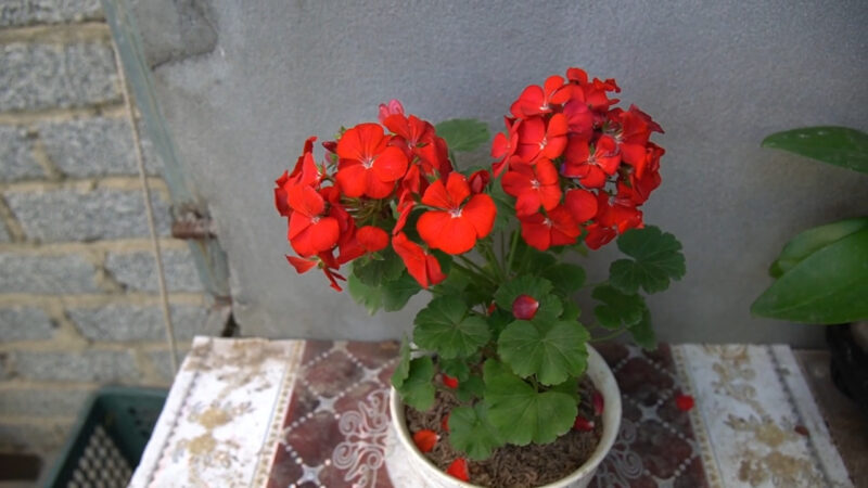 Geranijum (mirisna pelargonija)