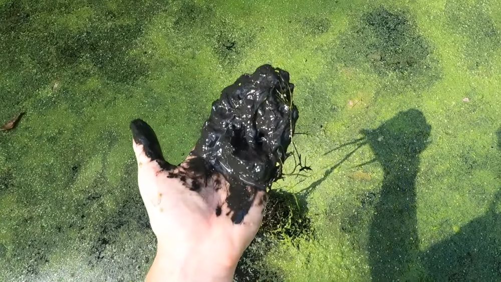 Ruka drži gust sloj crnog mulja izvađenog iz ribnjaka prekrivenog algama