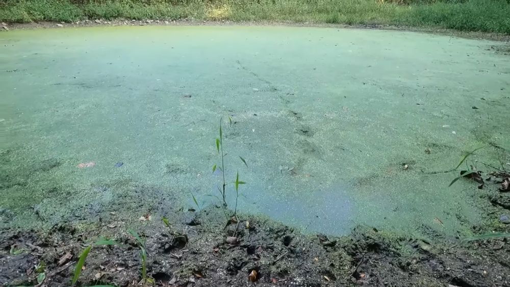 Ribnjak prekriven slojem mulja i zelenih algi što ukazuje na loše stanje vode