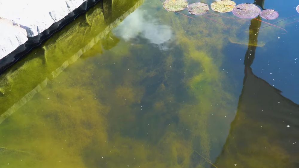 Zamućen ribnjak sa vidljivim naslagama mulja i algi na dnu vode