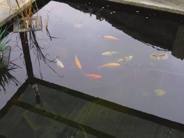 Talog na dnu ne utiče samo na izgled vode, već i na nivo kiseonika i zdravlje riba