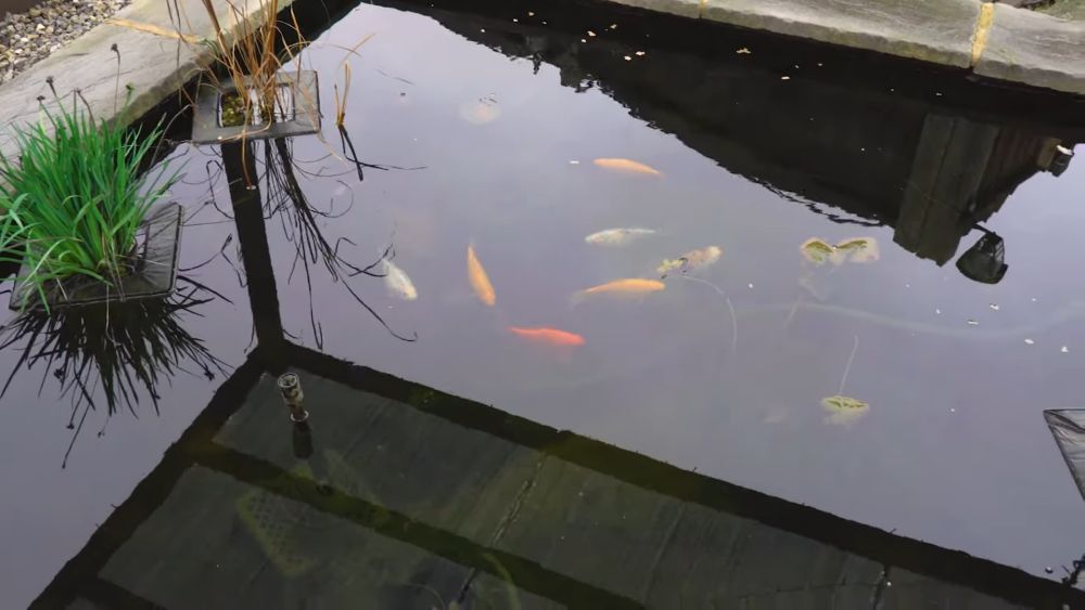 Talog na dnu ne utiče samo na izgled vode, već i na nivo kiseonika i zdravlje riba