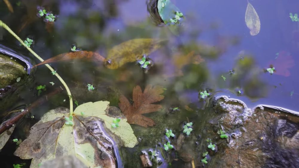 Zašto se mulj zadržava na dnu ribnjaka